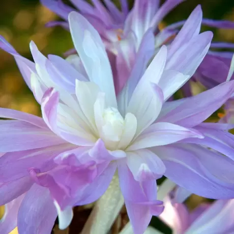 Bulbi de Branduse de Toamna - Colchicum Gigant - Melba