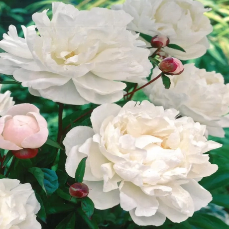 Rizomi de Bujor Gardenia