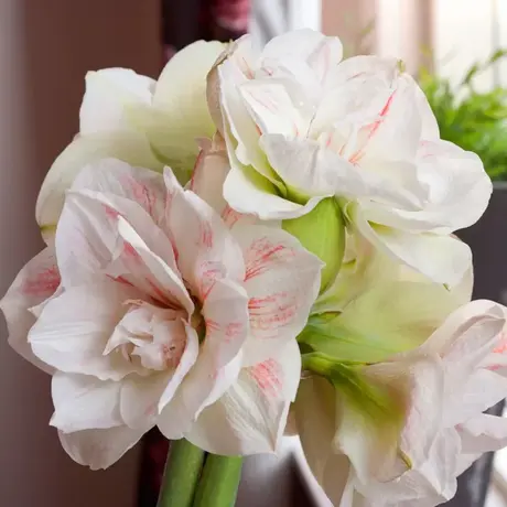 Bulbi de Amaryllis - Hippeastrum Nymph