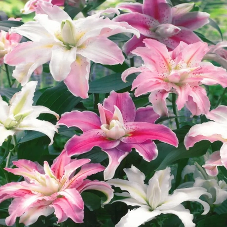 Bulbi de Crini Double Mix