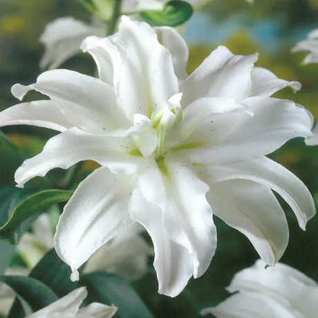 Bulbi de Crini Miss Lucy