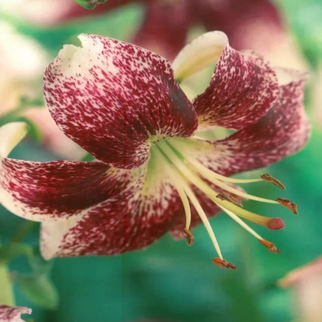 Bulbi de Crini Purple Life