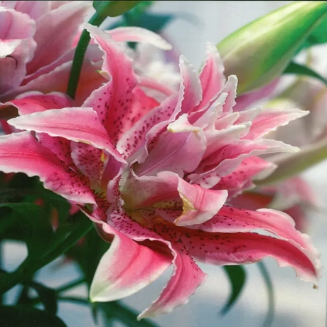 Bulbi de Crini Roselily Thalita