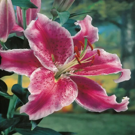 Bulbi de Crini Stargazer