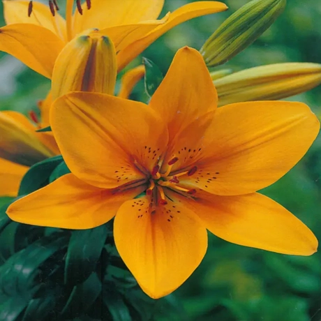 Bulbi de Crini Symphony