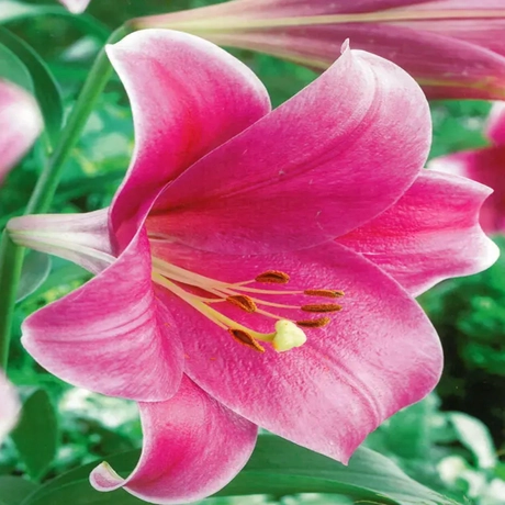 Bulbi de Crini Pink Heaven