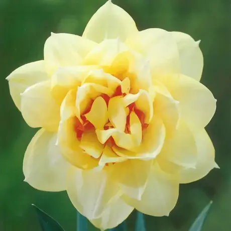 Bulbi de Narcise Manly