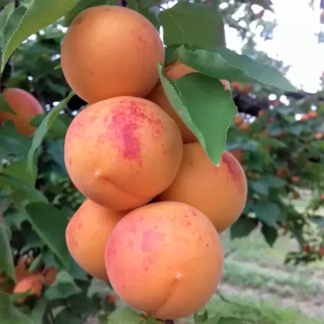 Pom Fructifer - Cais Gonci Magyar