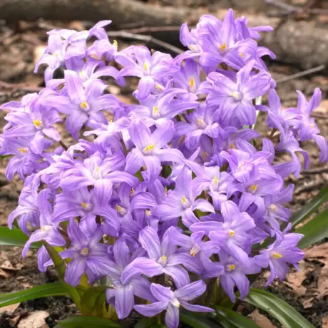 Gloria Zapezii - Chionodoxa - Pink