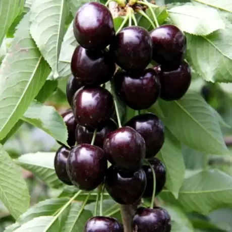 Pom Fructifer - Cires Columnar Kordia la Ghiveci