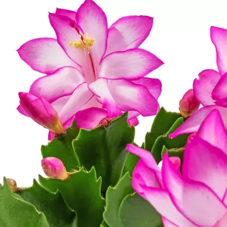 Craciunel Royal Pink - Schlumbergera Truncata la Ghiveci