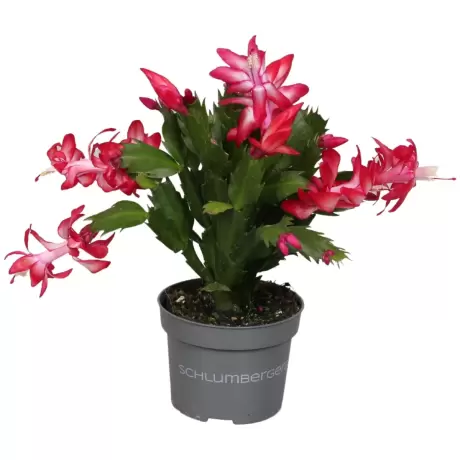 Craciunel Rosu - Schlumbergera Truncata la Ghiveci