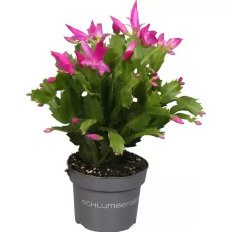Craciunel Roz - Schlumbergera Truncata la Ghiveci