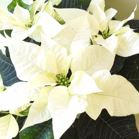 Craciunita Alba - Poinsettia la Ghiveci