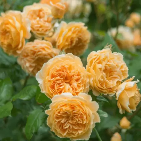 Trandafir Catarator David Austin - Crown Princes Margareta - anul 3 la Ghiveci