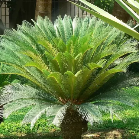 Cycas la Ghiveci