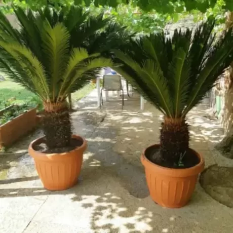 Cycas la Ghiveci