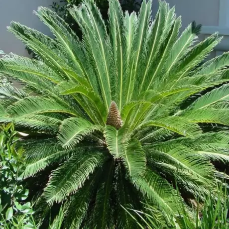 Cycas la Ghiveci