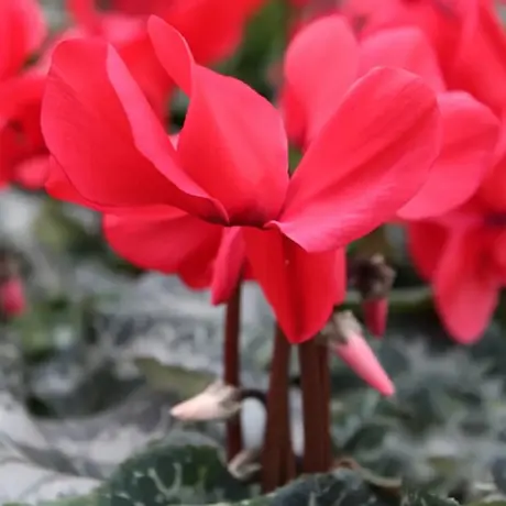 Cyclamen Red Flower
