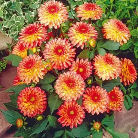 Rizomi de Dalie Delighting Glow