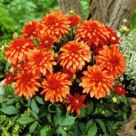 Rizomi de Dalie Gallery Art Deco