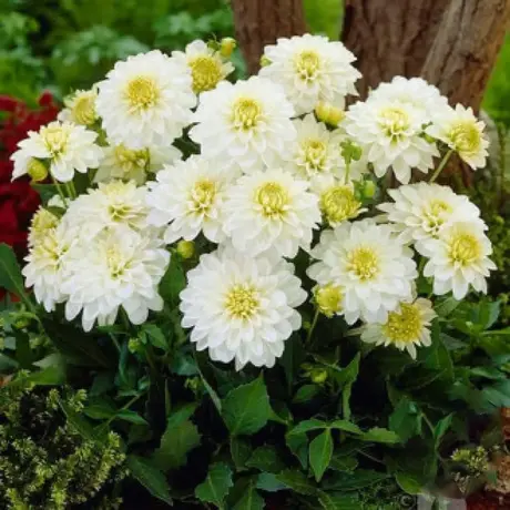 Rizomi de Dalie Gallery Art Fairy