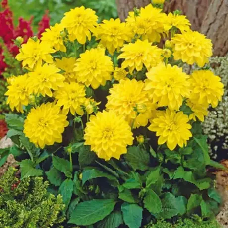 Rizomi de Dalie Gallery Cezanne