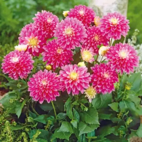 Rizomi de Dalie Gallery Rembrandt