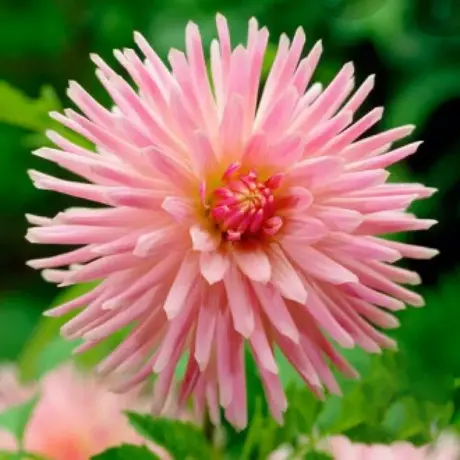 Rizomi de Dalie Park Princess