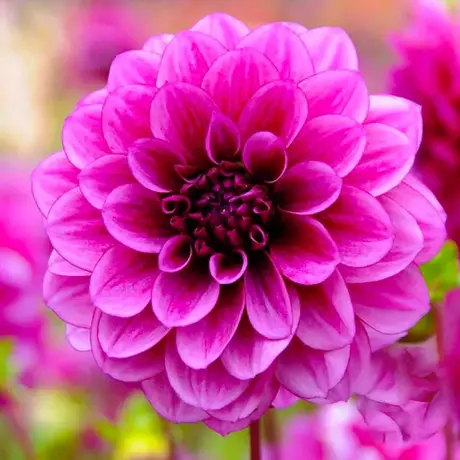 Rizomi de Dalie Pitica Pink