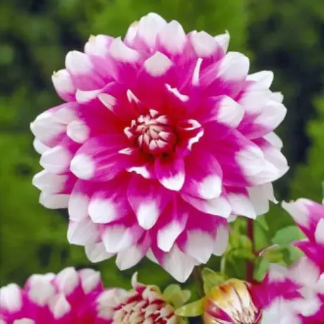 Rizomi de Dalie Princeless Pink