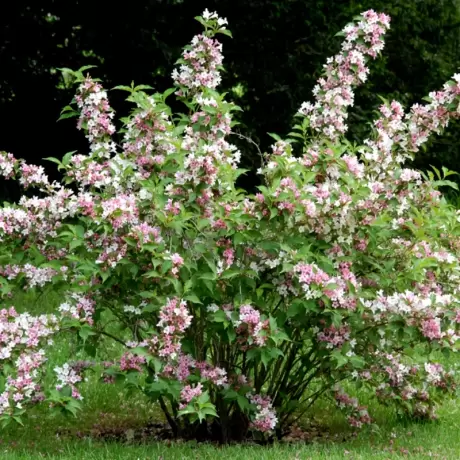 Deutzia - Tourbillon Rouge la Ghiveci