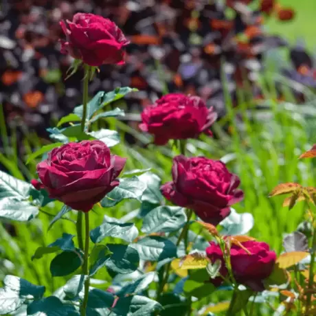 Trandafir David Austin - Falstaff - anul 3 la Ghiveci