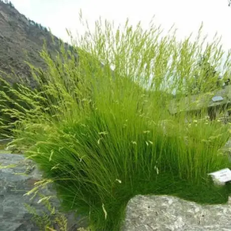Festuca Ovina Paiusul Oilor la Ghiveci
