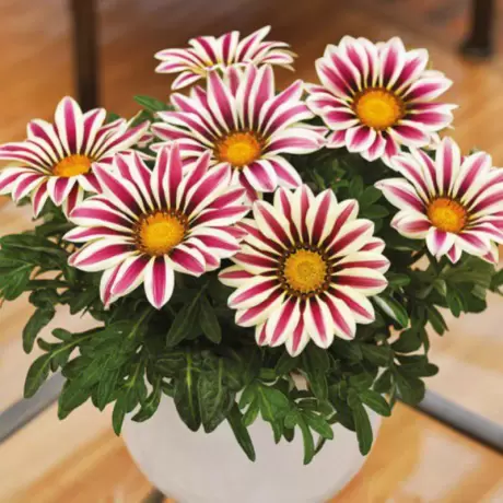 Gazania Splendens - Alba – Violet la Ghiveci