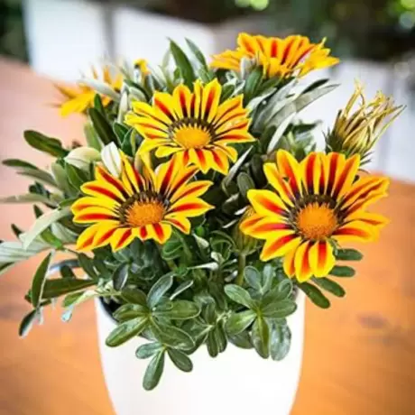 Gazania Splendens - Galben - Rosu la Ghiveci