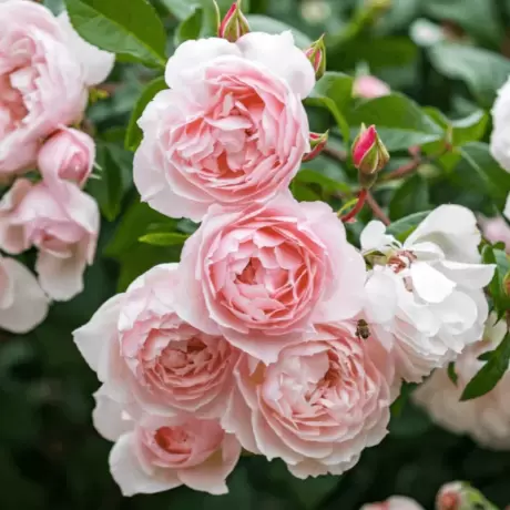 Trandafir Catarator David Austin - The Lady of The Lake - anul 3 la Ghiveci
