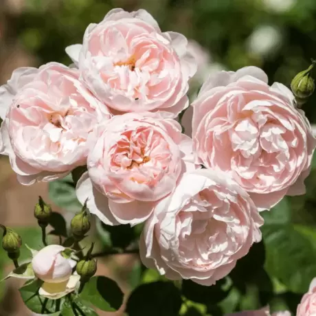 Trandafir David Austin - Gentle Hermione - anul 3 la Ghiveci