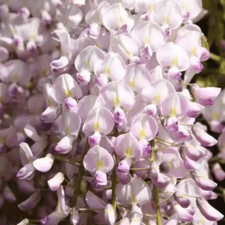 Wisteria Cataratoare Roz Lipstick la Ghiveci