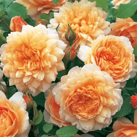 Trandafir David Austin - Grace - anul 3 la Ghiveci