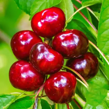 Pom Fructifer - Cireș Germesdorfer