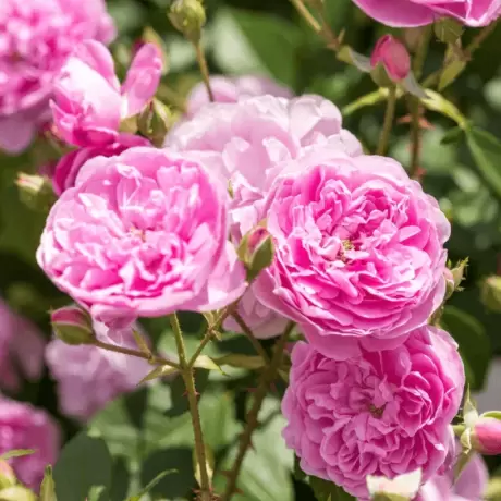 Trandafir David Austin - Harlow Carr - anul 3 la Ghiveci