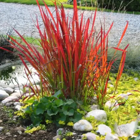 Iarbă Roșie Imperata Cylindrica Red BaronIarbă