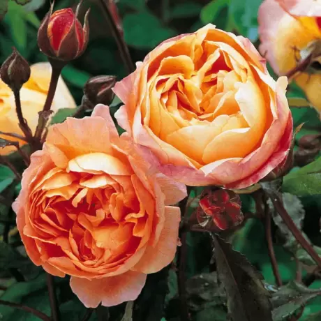 Trandafir David Austin - Lady Emma Hamilton -  la Ghiveci