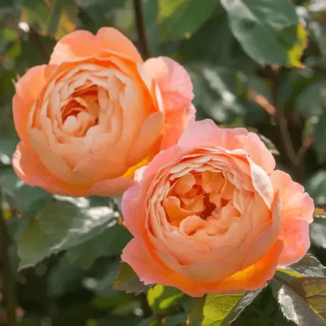 Trandafir David Austin - Lady Emma Hamilton -  la Ghiveci