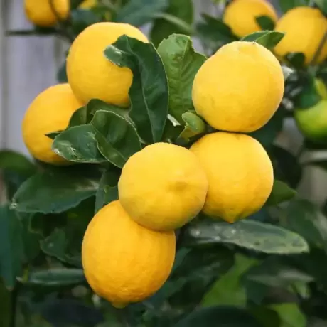 Lămâi Cu Fruct la Livrare la Ghiveci