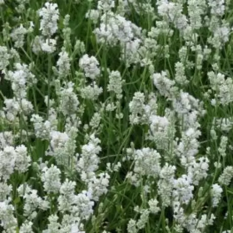 Lavanda Alba