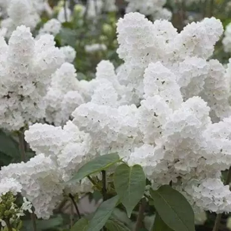 Liliac Alb la Ghiveci