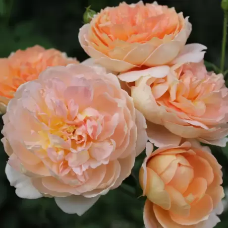 Trandafir David Austin - Carding Mill - anul 3 la Ghiveci