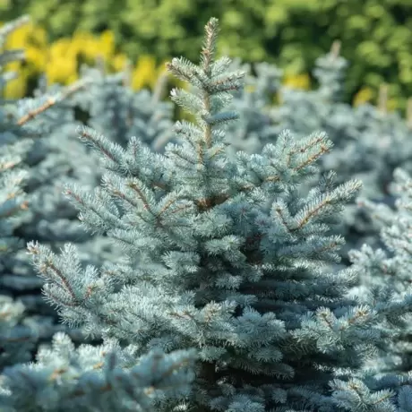 Brad argintiu (Picea pungens Super Blue Seedling) la Ghiveci